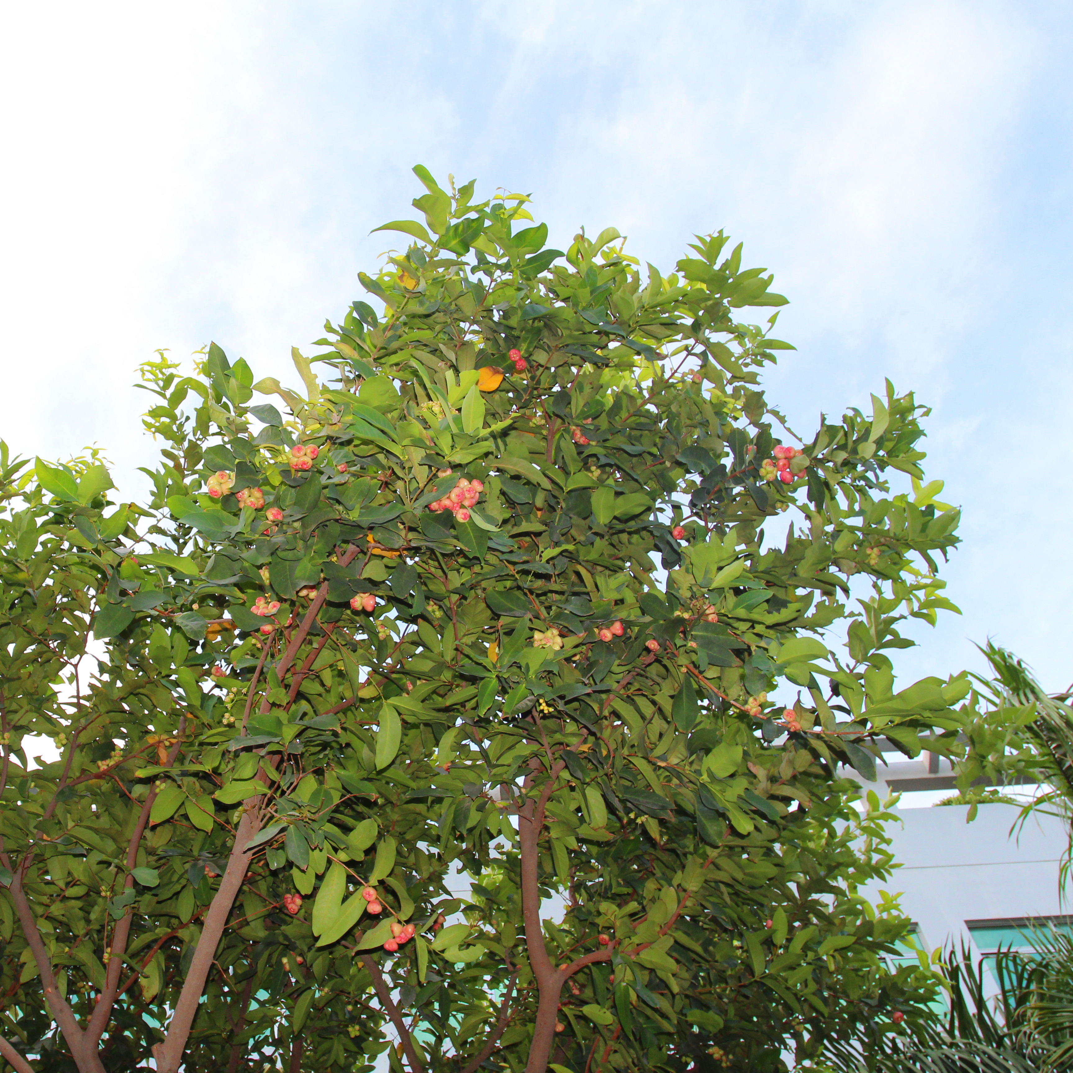 蓮霧2_副本.jpg 蓮霧2_副本.jpg