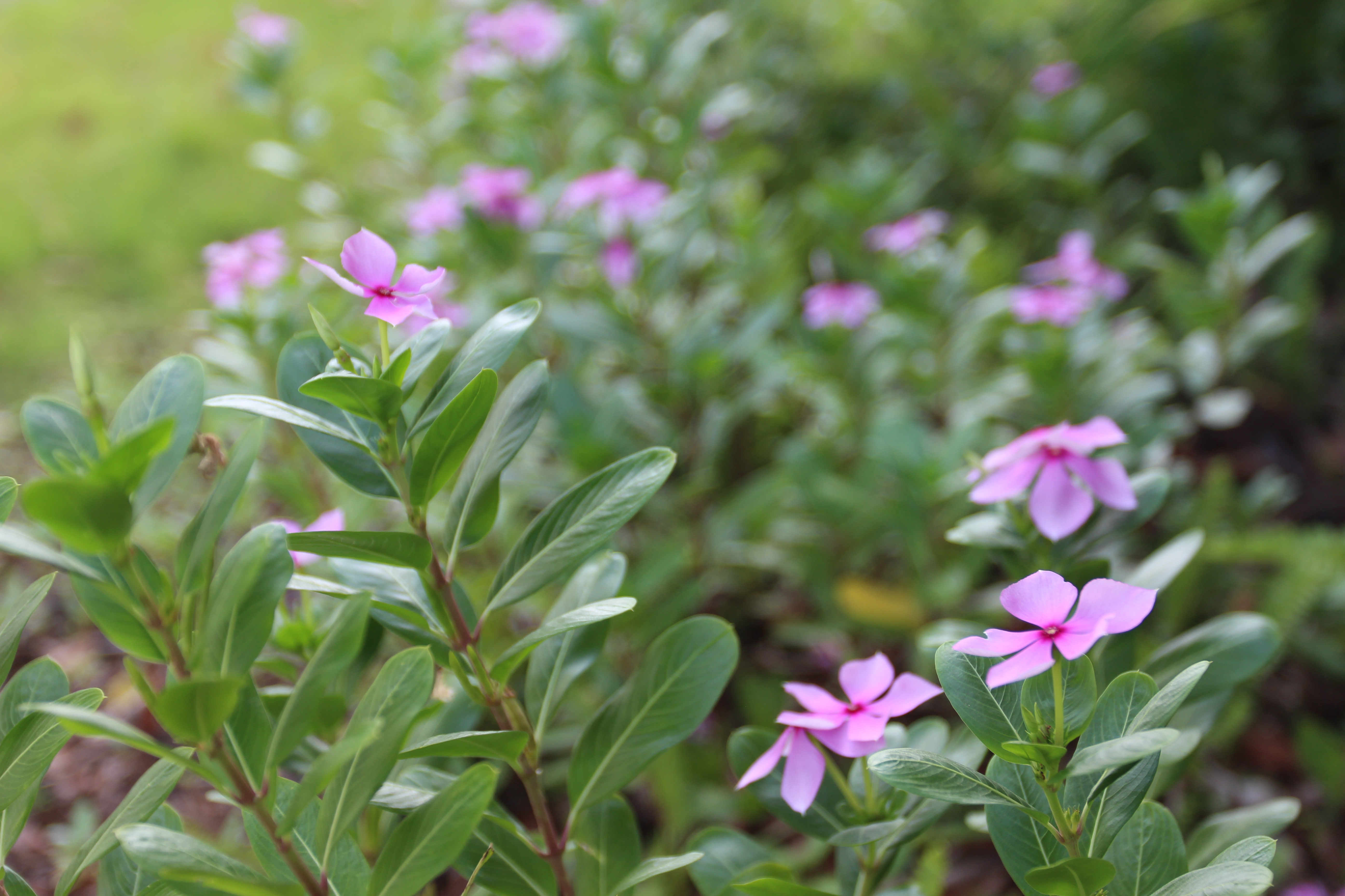 IMG_4085_副本.jpg IMG_4085_副本.jpg